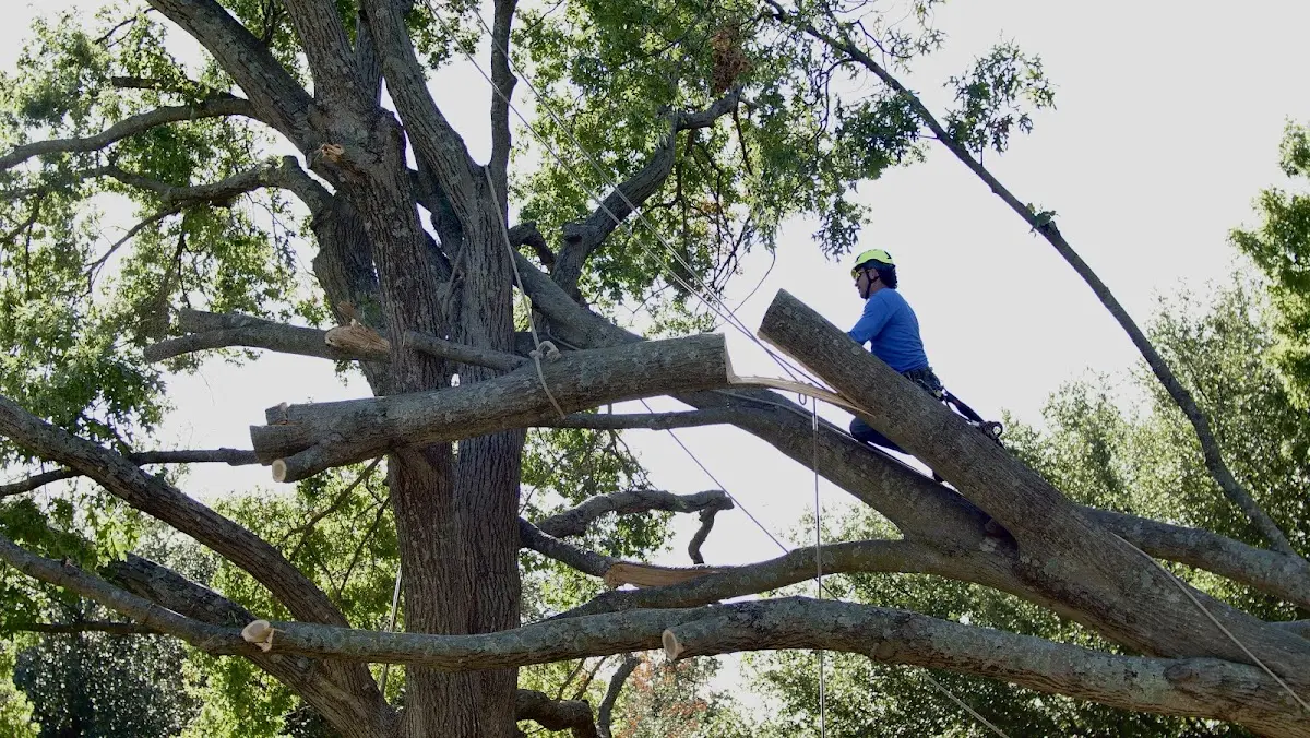 Professional Crown Thinning performed by certified arborists in Onamia